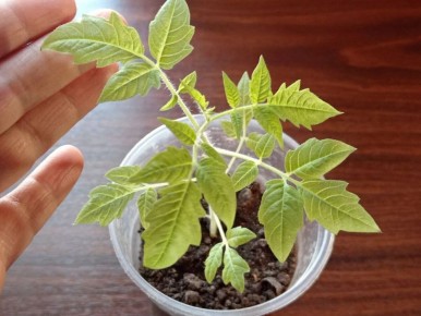 Почему у рассады томатов желтеют или фиолетовеют листья?