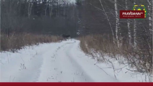Встретились взглядом с хозяином леса